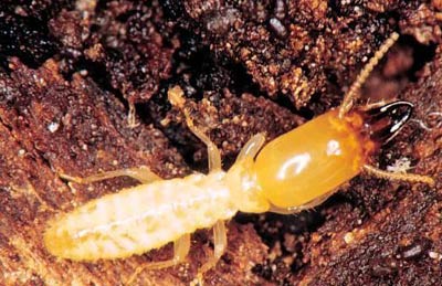 Termites - the world's fastest creatures