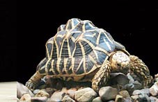 Terrestrial turtles evolved to avoid being turned over