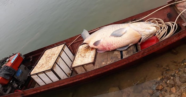 Terrible creatures once stuck with Vietnamese fishermen
