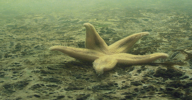 Terrible data about dead seas on the oceans
