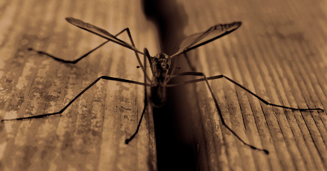 Terrible diseases spread by mosquitoes
