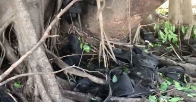 Terrible hot sun causes bats to fall like a fig in Australia