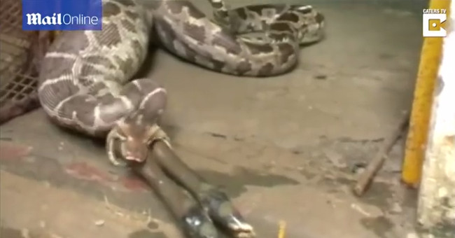 Terrified the moment when the python greedily gulps out the antelope