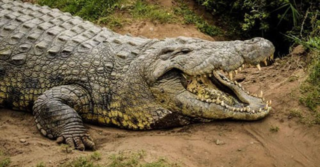 Terrifying and crazy crocodiles frantically matched the forces of mice