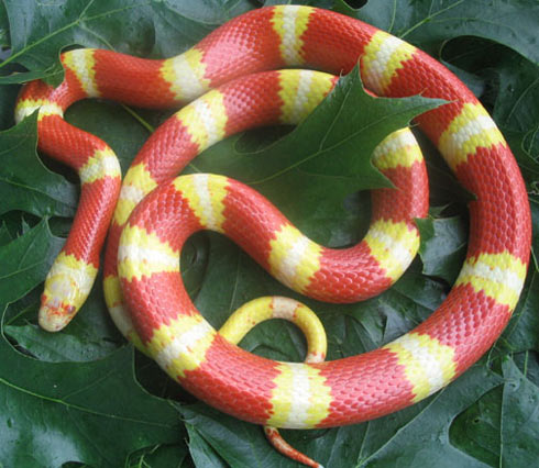'Terrifying beauty' of colorful snakes