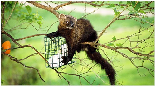 Terrifying carnivores in the American suburbs