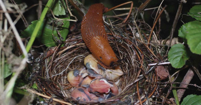 Terrifying sight of fresh slugs swallowing young birds