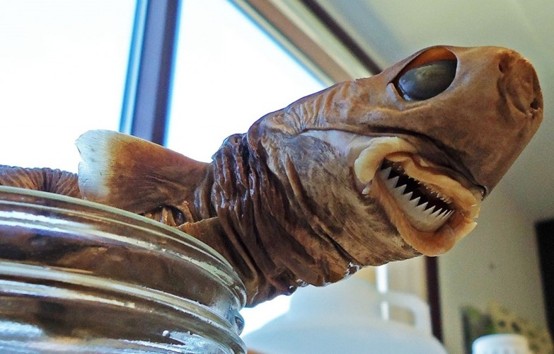 Terrifying to the incredible weird sharks