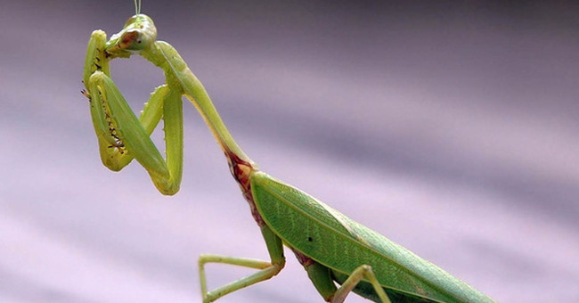 Terrifying truth: Mantis hunt birds and eat prey's brain as soon as they are alive
