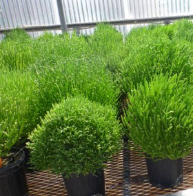 Test biofuel from desert plants
