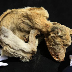 Test of 1,000-year-old dog mummy DNA