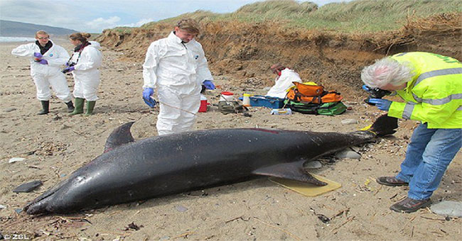 Test of dolphins, unexpectedly found the most terrible chemicals ever
