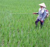 Testing many new rice varieties in spring 2013