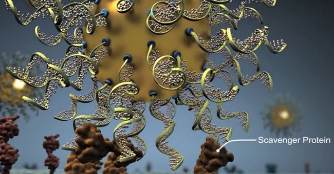 Testing nanoparticles containing nucleic acid to treat brain cancer