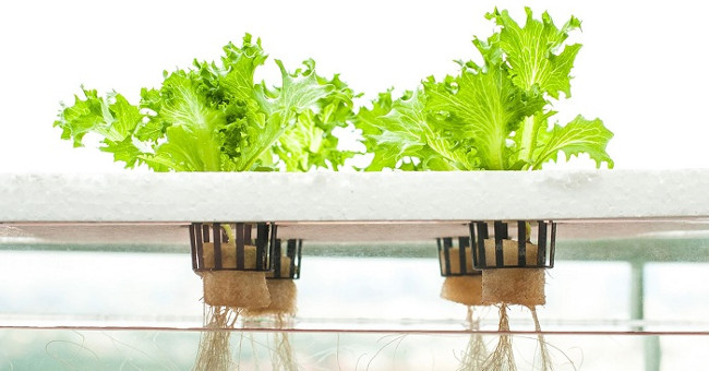 Testing of hydroponic method with waste water in Germany