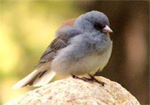 Testosterone makes sparrows live fast, die early