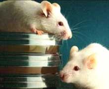 Tests on computers will replace testing in animals?