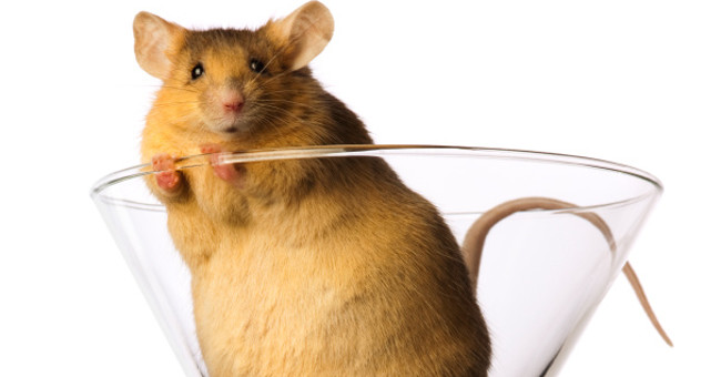 Tests on mice show that a high-fat diet can cause cancer