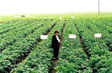 Thai Binh: Preserving seed potatoes with cold storage brings high economic efficiency