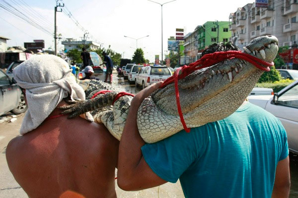 Thailand: Alligators, poisonous snakes lurk on the street after the flood