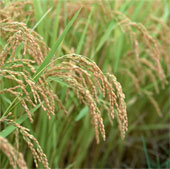 Thailand develops fragrant rice resistant to insects and drought