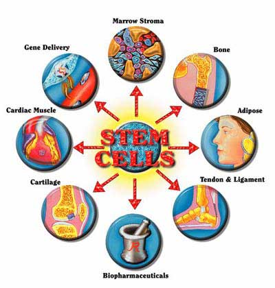 Thailand: Experimental treatment of heart disease with stem cells