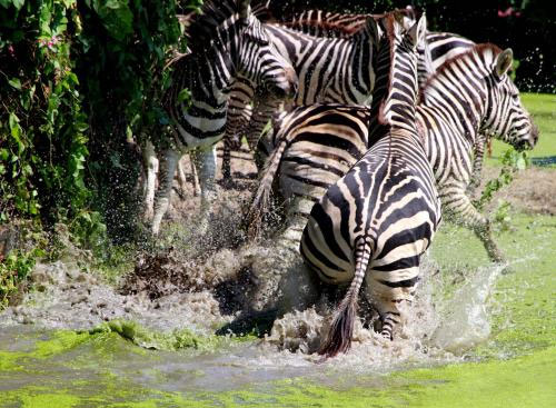 Thailand: Floodwaters attack wildlife parks