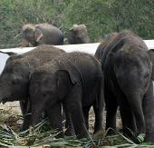 Thailand is a country with large illegal trade in ivory