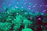 Thailand: Replace coral with artificial reef