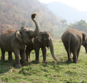 Thailand will strengthen elephant protection