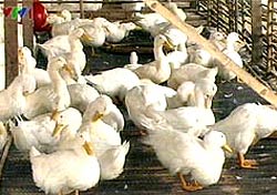 Thanh Hoa: A child died from H5N1