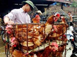 Thanh Hoa continues to translate