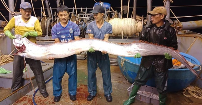 Thanh Hoa fishermen catch pit fish 'terrible' longer than 4 meters, weighs nearly 1 quintal?