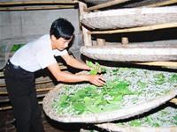 Thanh Hoa: Number of people poisoned by eating silkworms and silkworm pupae