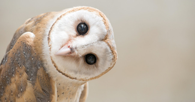 That cute owl is like that, but they are