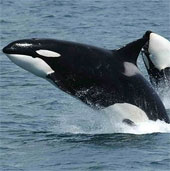 'That' in whales depends on their size