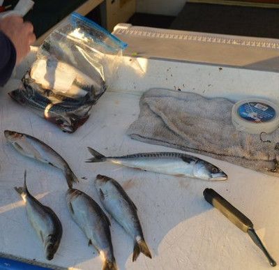 The 'goddess' helps the dead fish to swim