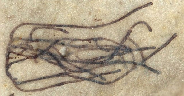 The 1 billion-year-old fossil of the oldest plant in the world