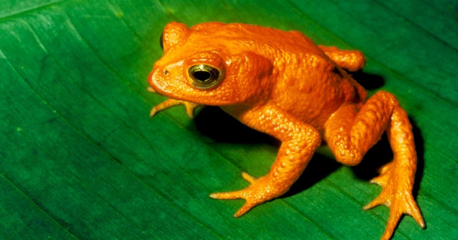 The 10 largest natural extinctions since the 1990s