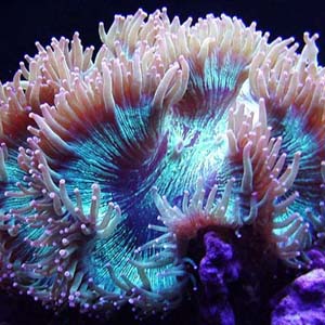 The 10 most endangered corals