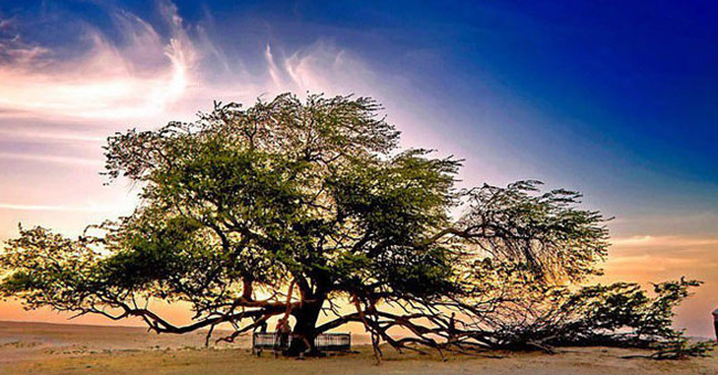 The 10 most exotic plants on Earth