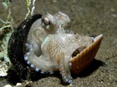The 10 most shocking mysteries of the ocean floor