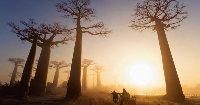 The 10 oldest forests on earth