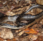 The 10 rarest snakes of the planet are about to be extinct