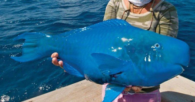 The 10 weirdest 'monsters' on the planet