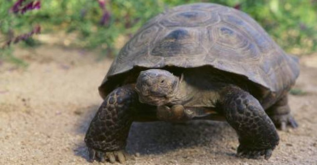 The 100-year-old female turtle left home for more than 10km to find a partner