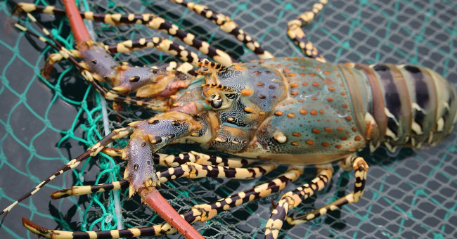 The 110-year-old giant lobster escaped a short life on the table
