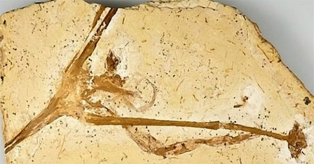 The 115 million-year fossil of the world's oldest lilies