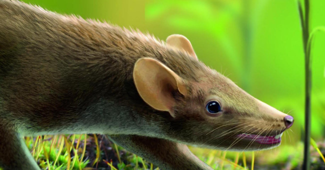 The 125 million-year fossil remains intact, the hair of prehistoric mice