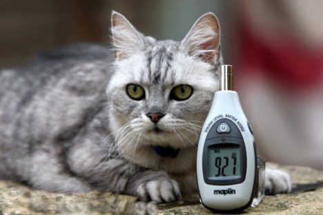 The 12-year-old white gray cat is the tallest in the world
